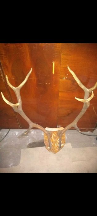 Coarne de cerb pe suport de lemn sculptat .