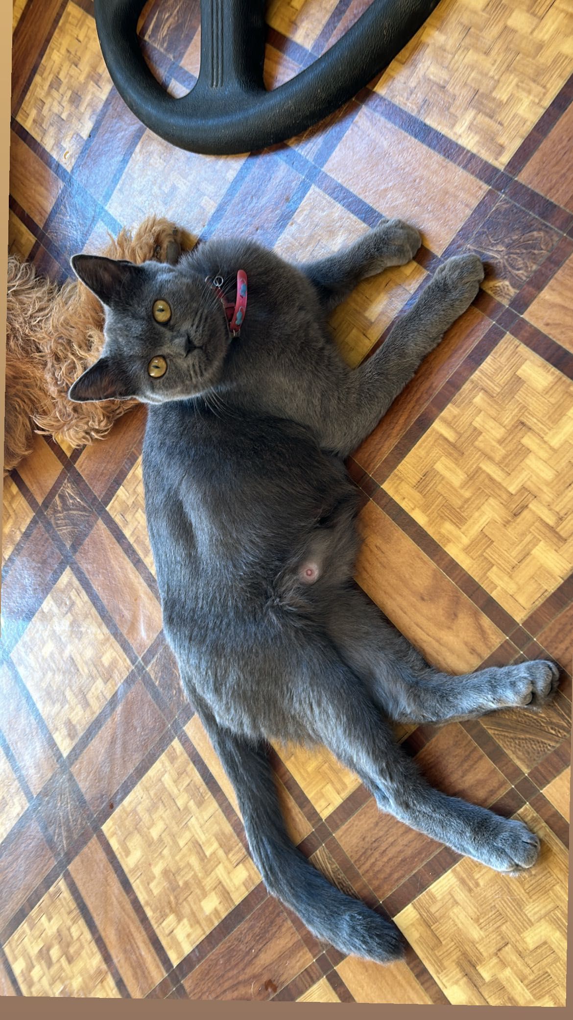 Скотиш 4 серых котят