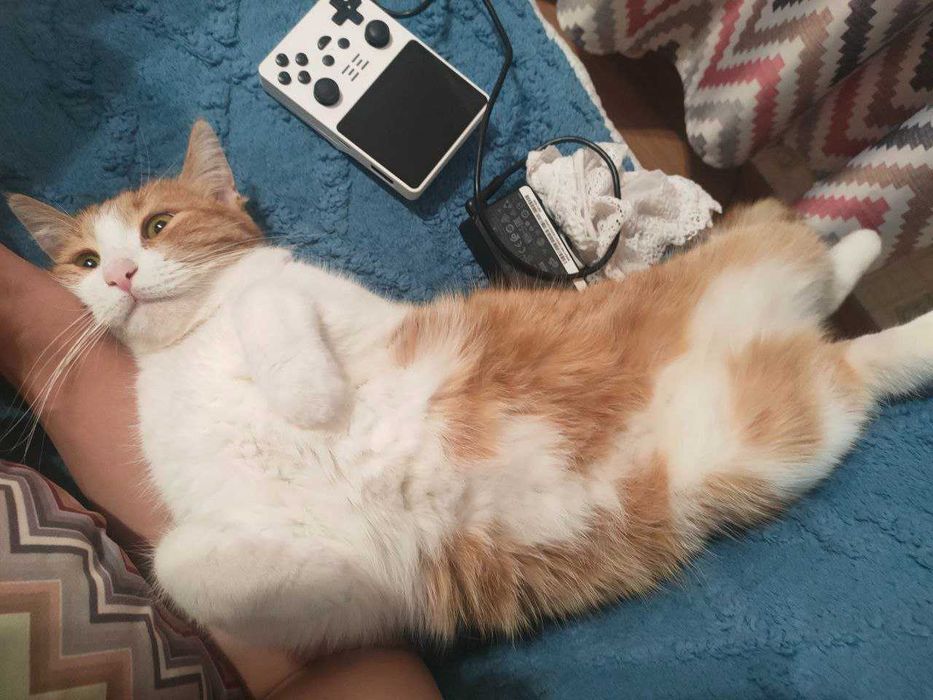 Отдам кошку в хорошие руки.