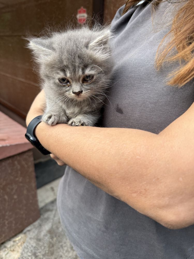 Отдам котенка девочка