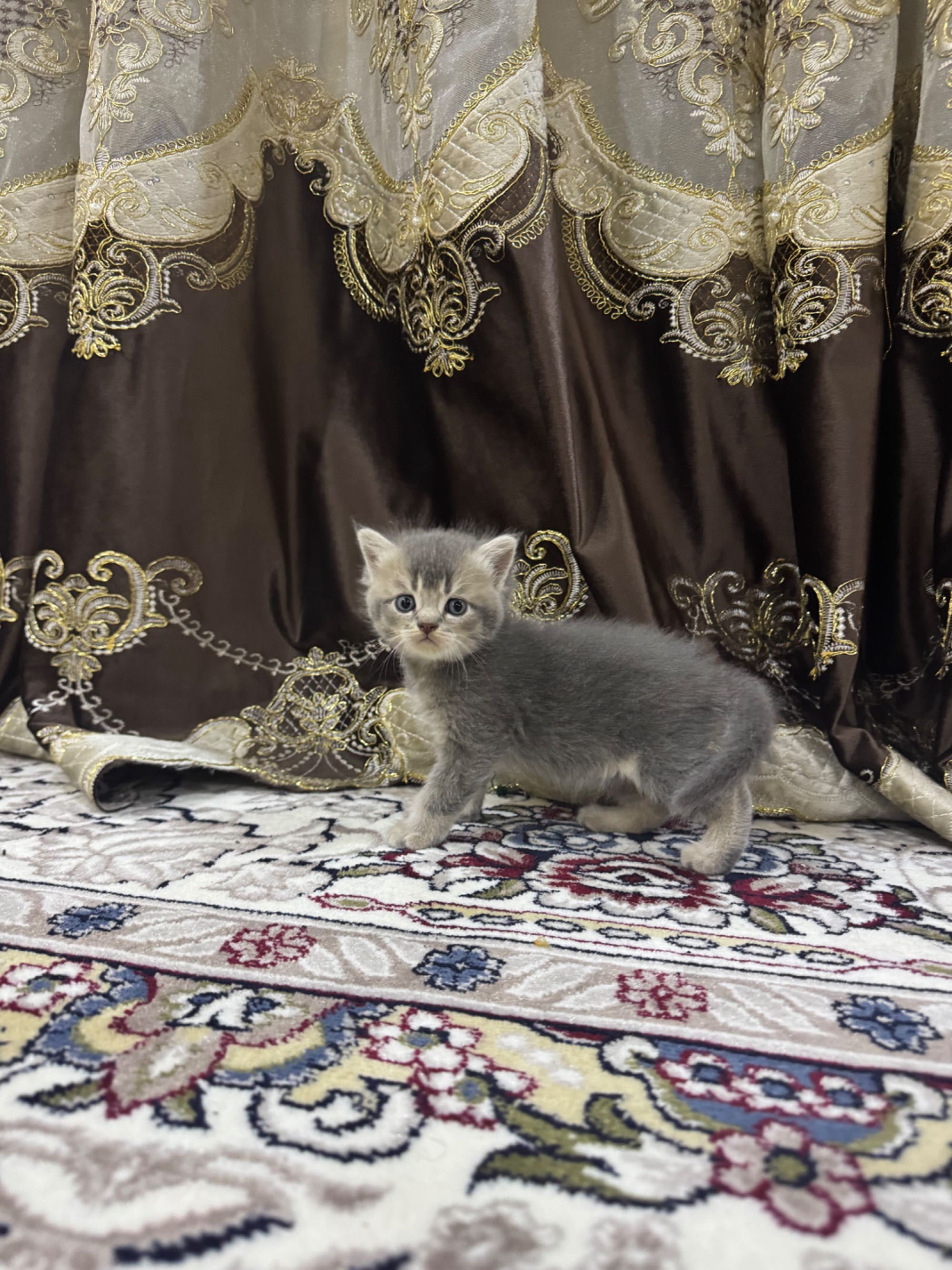 Продаются котята