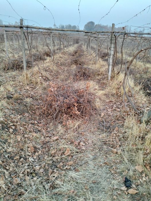 Текин ўтин бор. Ток шох-шаббаси.