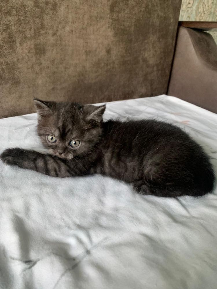 Дарю котенка скоттиш страйт