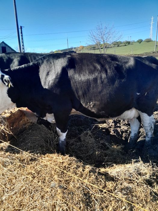 Junică la prima fătare