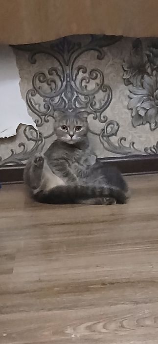 Срочно продаётся котёнок