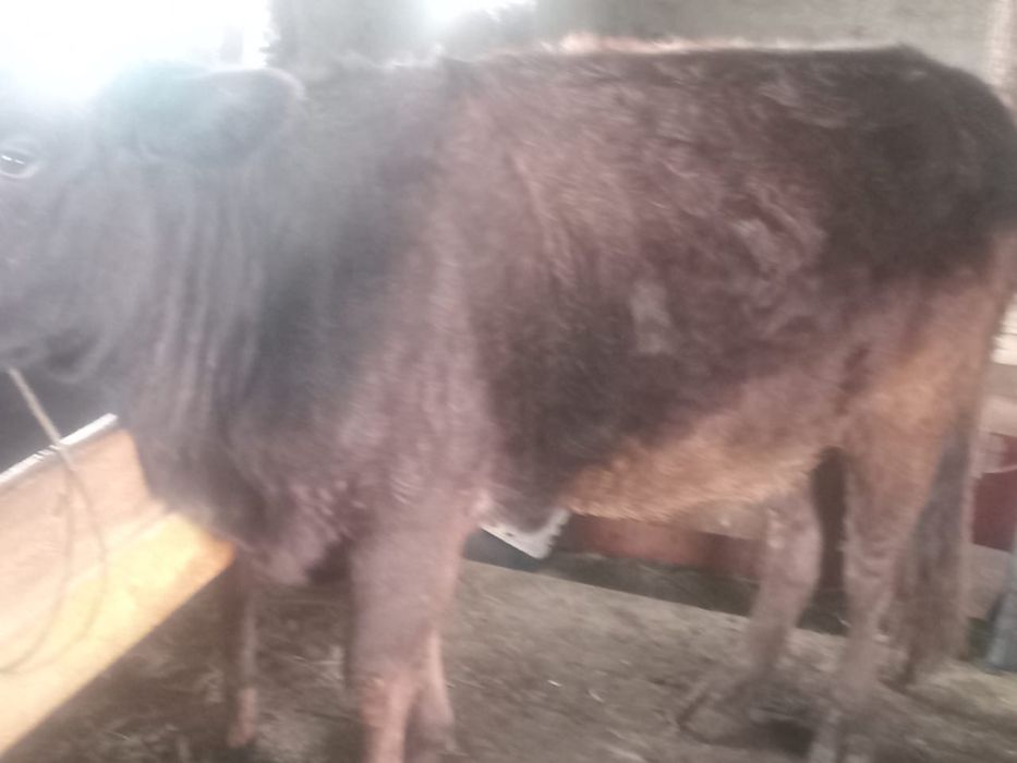 Согым говядина на зиму. В Жетысуйской области. В Селе жетысу