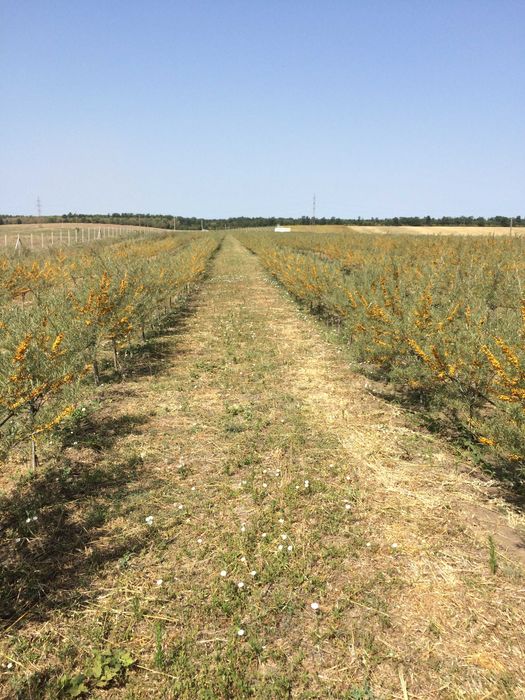 8ha-locatie agricola deosebita cu dotari si utilitati moderne