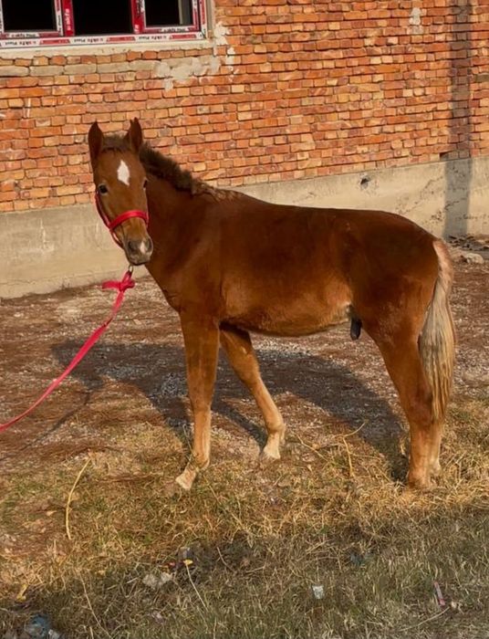 Той сотилади кора байр