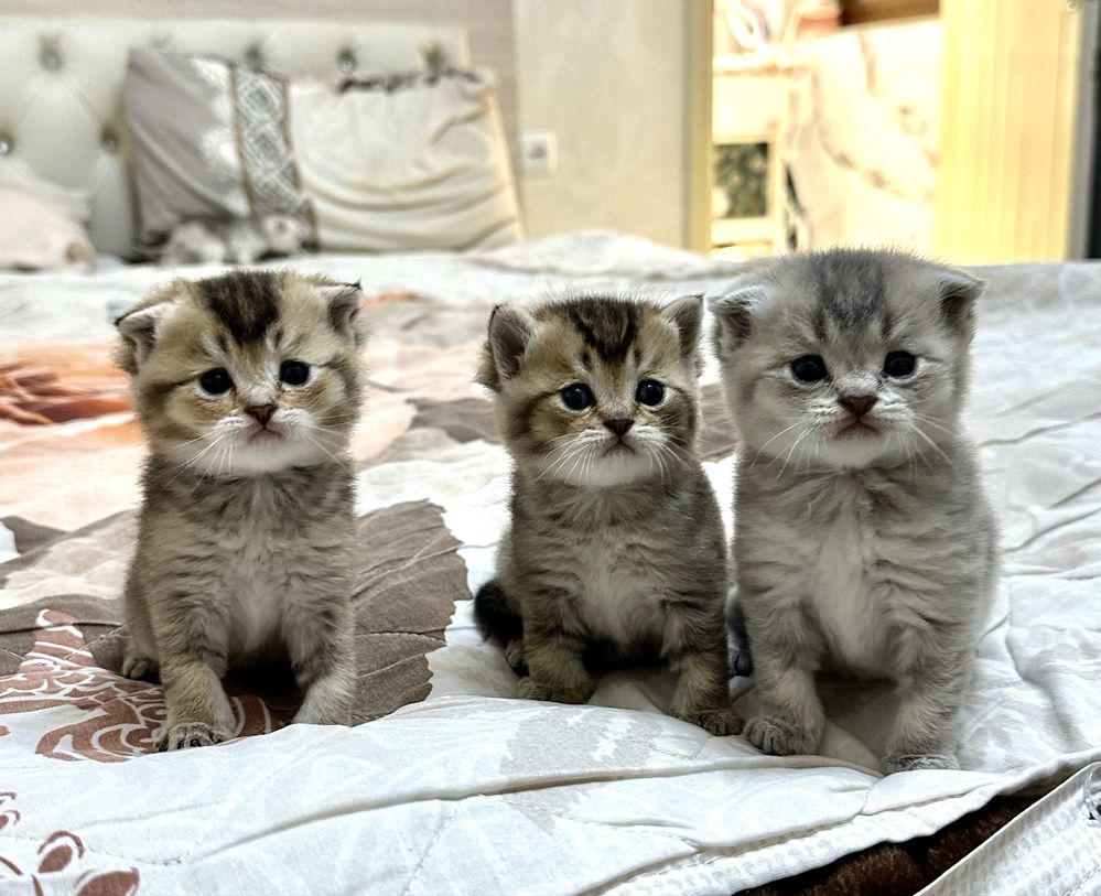 Вязка Кот Шиншилла Золотистый (Don)