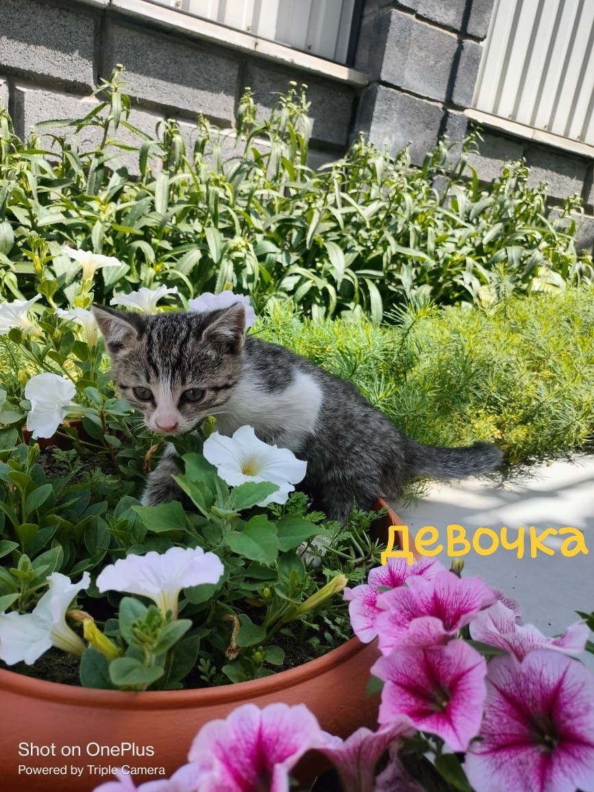 Отдам котят в добрые руки.