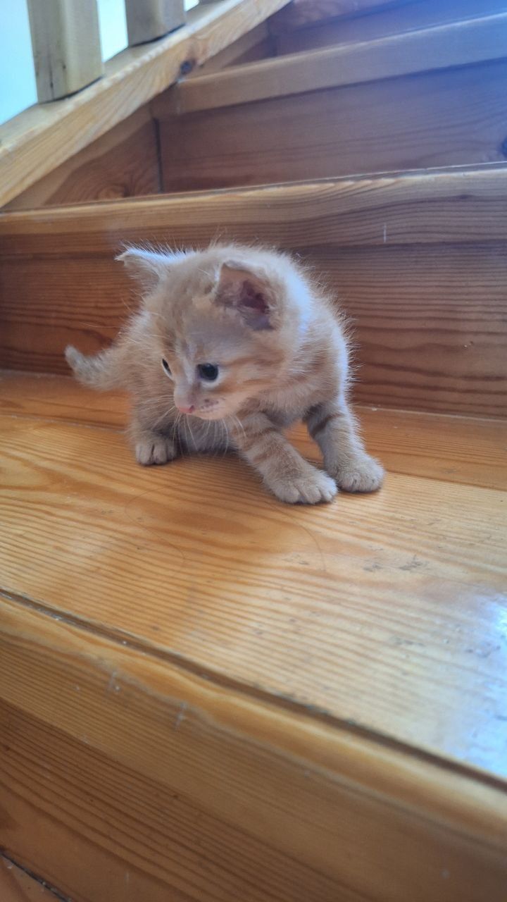 Отдам милых котят