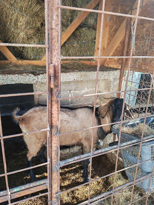 Țap de vanzare s-au schimb