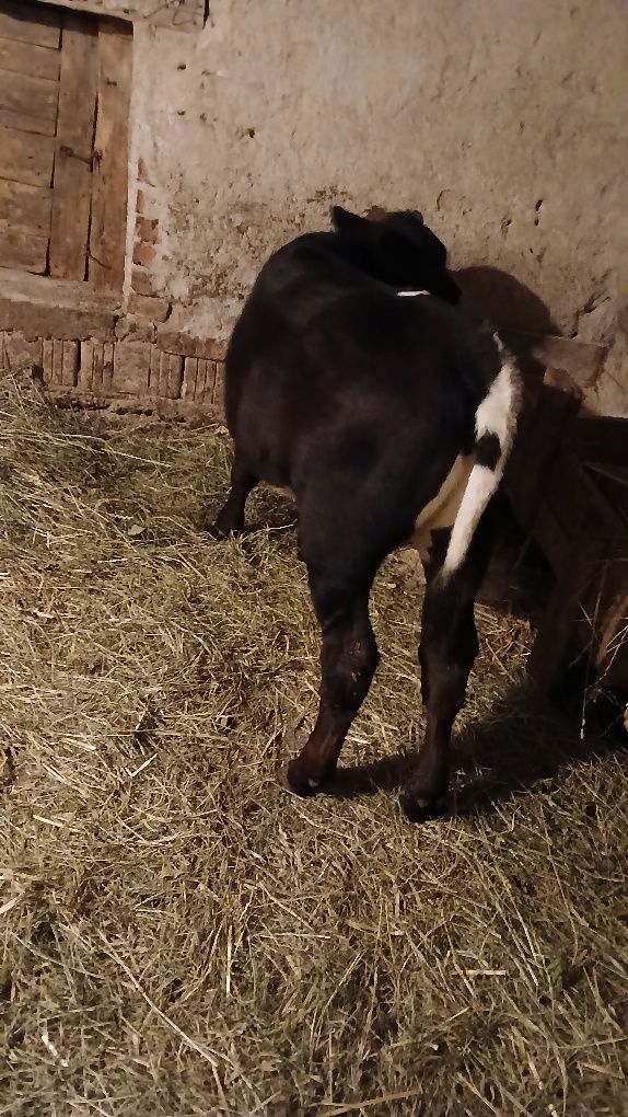 Vând vițea belgiana înțărcata