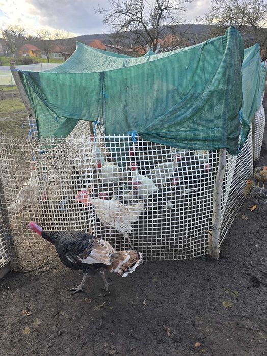 Curcani, curci de mai multe soiuri.