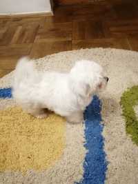 Mascul bichon maltez