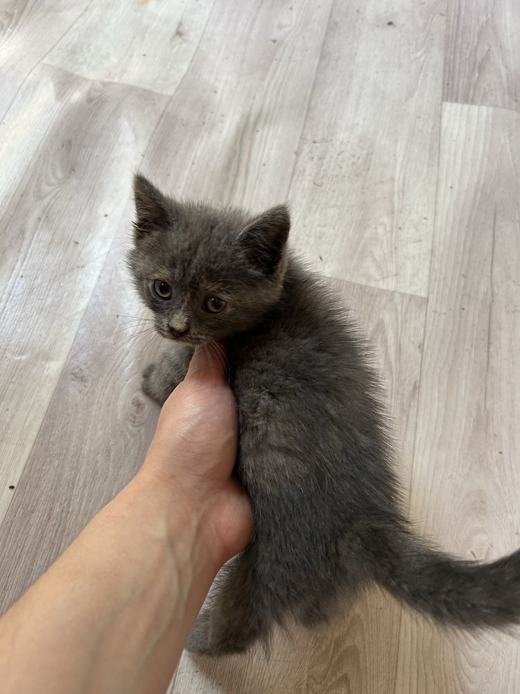 котенок девочка дымчатая
