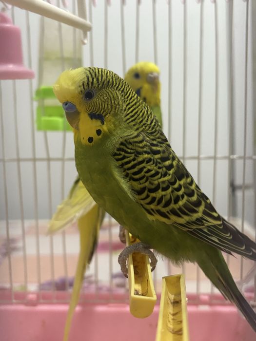 попугаи мальчик девочка 1,5года