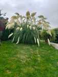Iarba de pampas pt ornamente