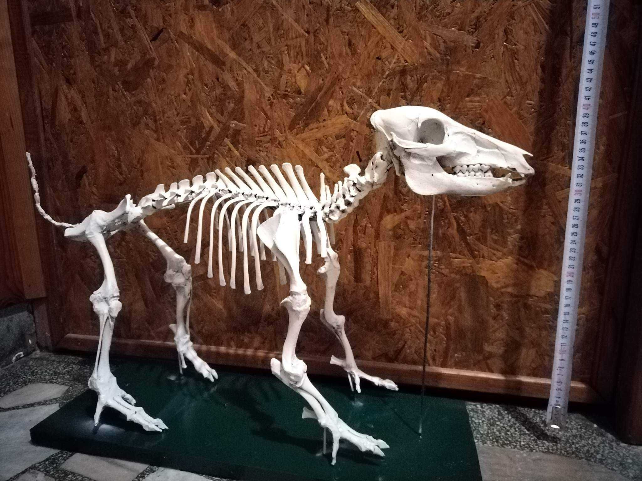 Скелет на диво прасенце