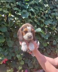 Fetita Beagle tricolora splendida cu CERTIFICAT PEDIGREE LA CERERE