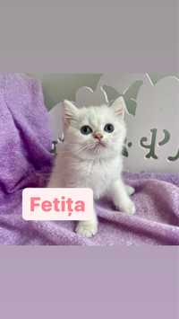 British shorthair white