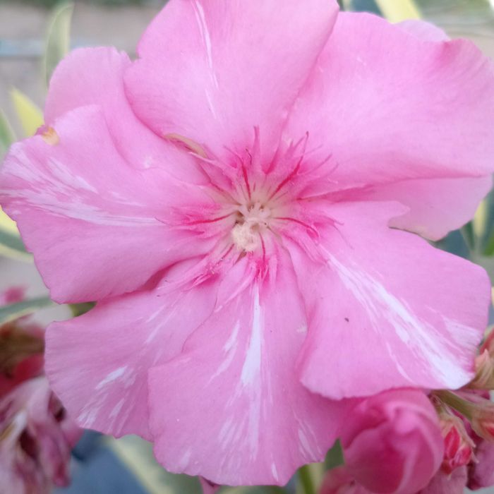 Олеандр вариагатный / тол гули / nerium oleander