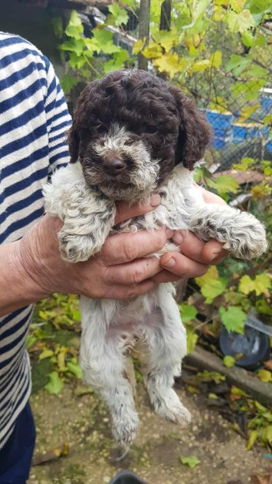 Лагото Романьоло