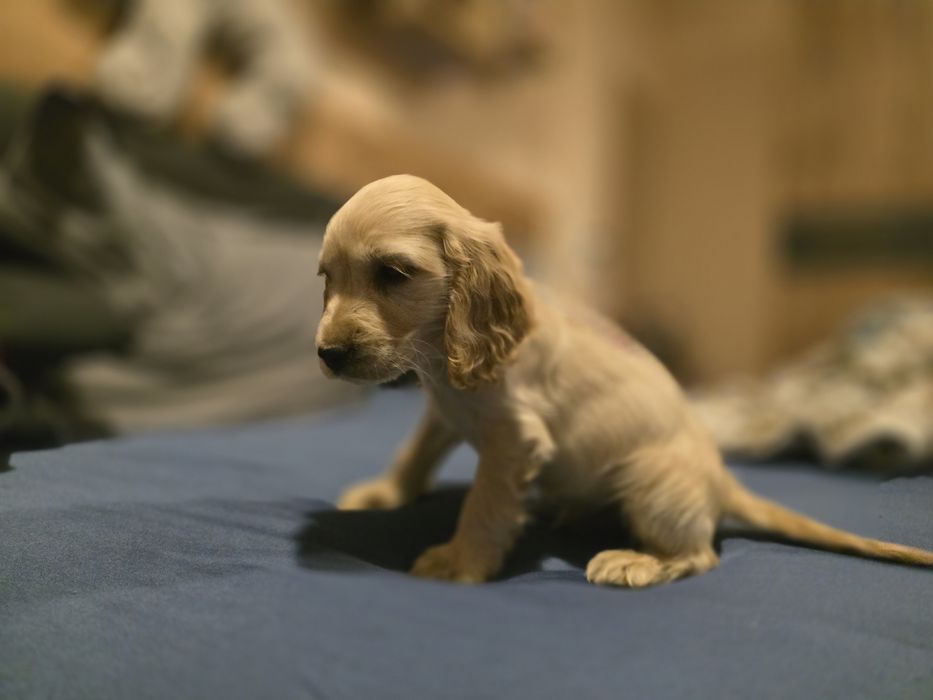 Кокер шпаньол кученца