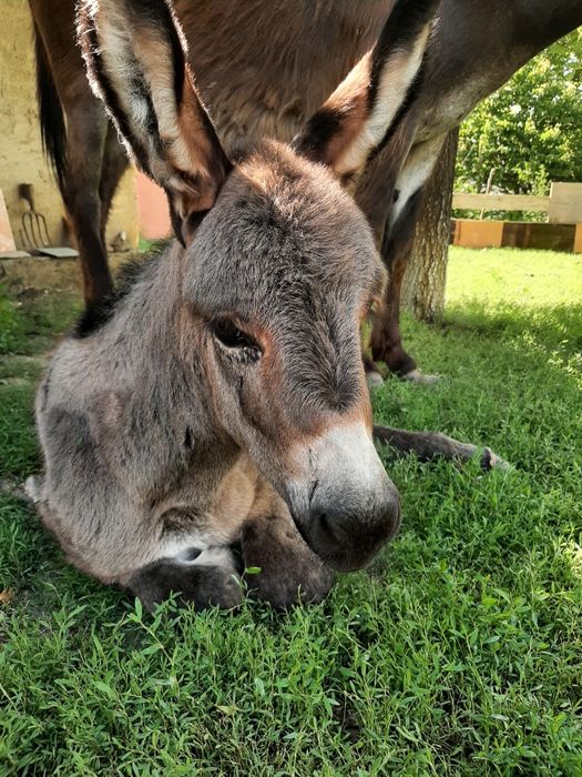 Vand ferma de magarite