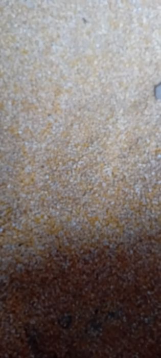 Porumb  cultura nouă.