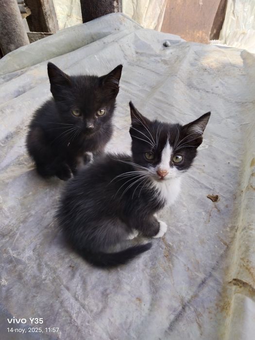 Mushukchalar hadiyaga