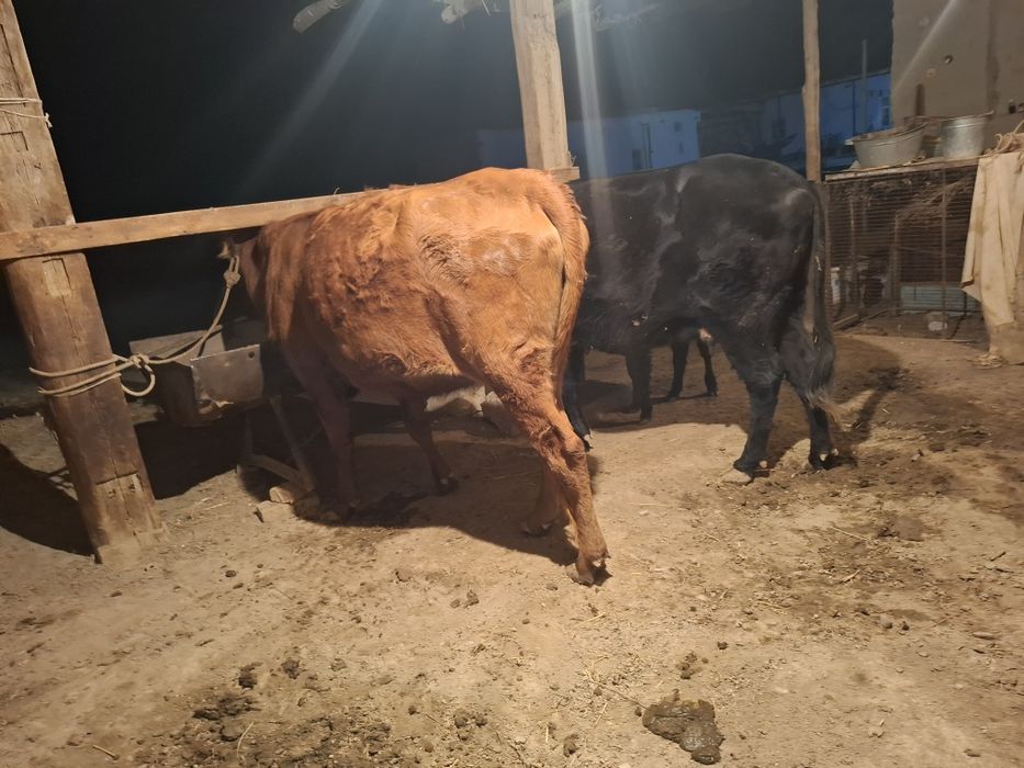 Бугоз, она бола, Кора моллар сотилади йеб ичишига гарантия