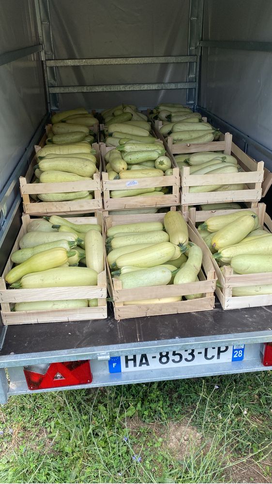Dovleci de vanzare productie proprie