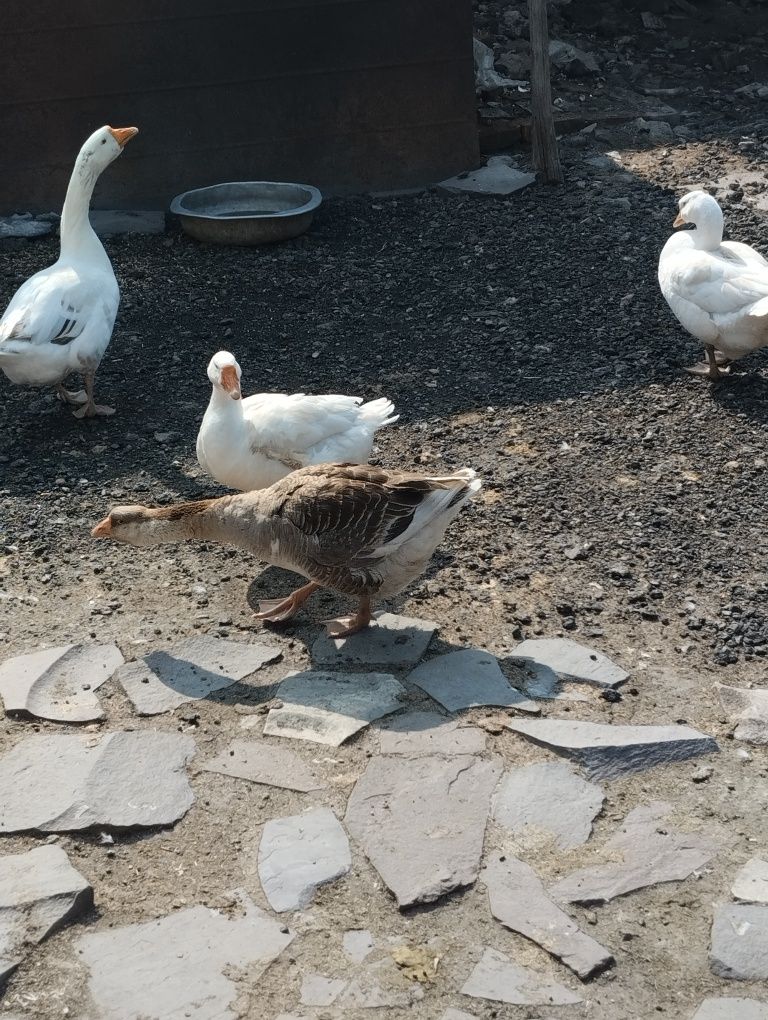Продам домашних гусей