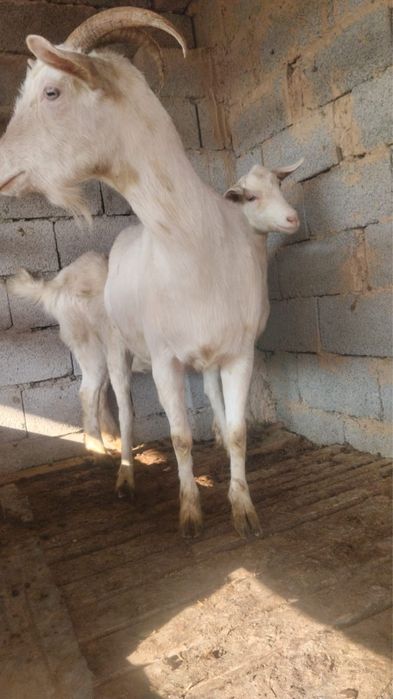 Ешкілер сатылады буазы