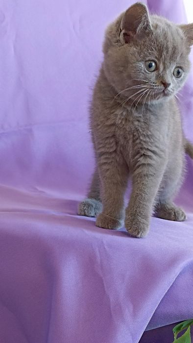 British shorthair blue