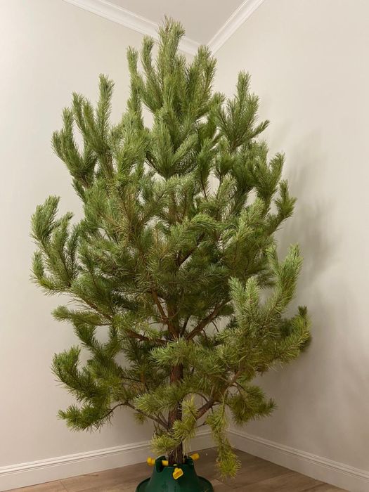 Новогодние елки ( живые)