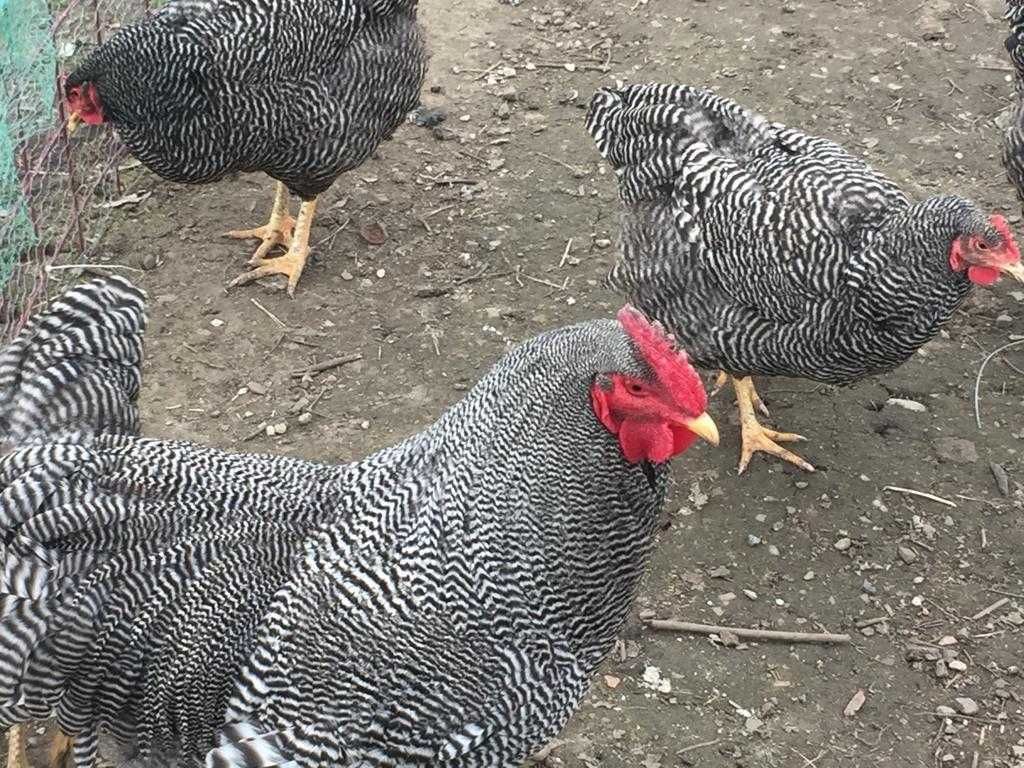 Ouă  incubat  Araucana Porțelan La Bresse Plymonth Rock Barat Sussex