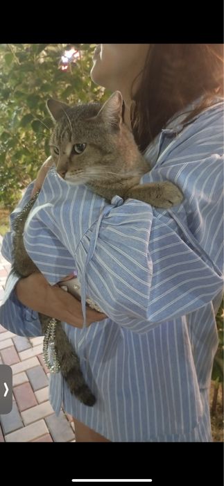 Кот потеряшка ищет дом