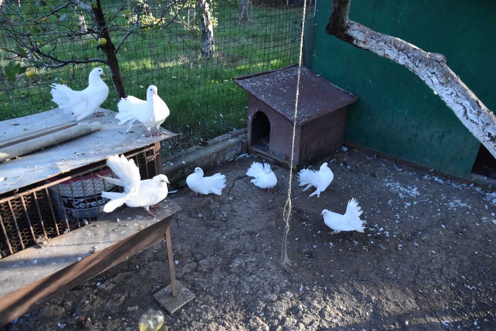 Гълъби - бели фенерлии