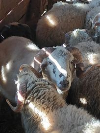 Кочове и овце и агнета