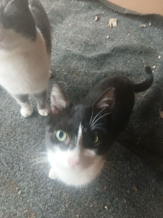 Pisicute gratis donez