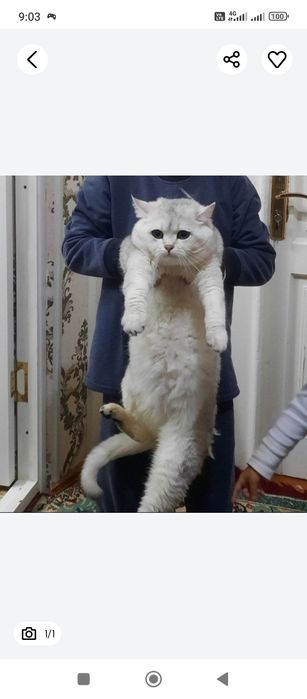 Vyaska Britan shinshilla