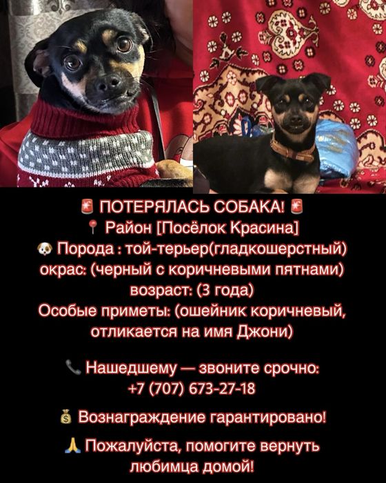 Пропала собака помогите найти