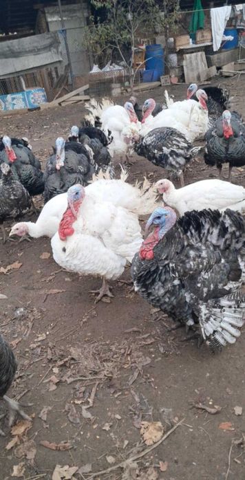 Curcani crescuti bio