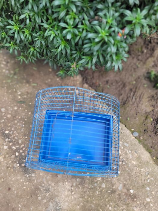 Colivie papagal  Mica