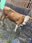 Vaca baltata românească de 5 ani