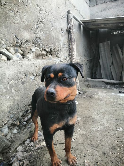 Rotveiler toza qonli 1 yillik 1 million som