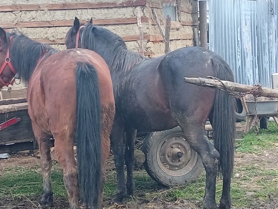 Cal de vânzare 8 ani