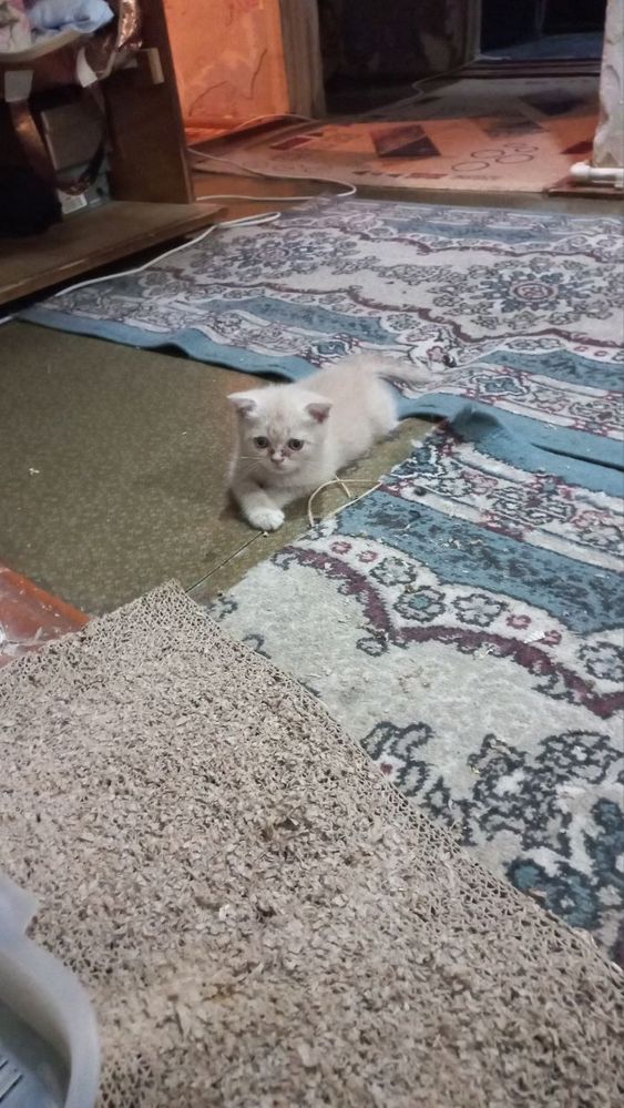 Котята скотишь фолд